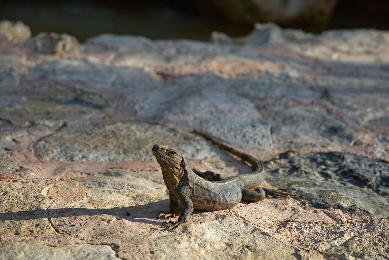 Плайя-дель-Кармен