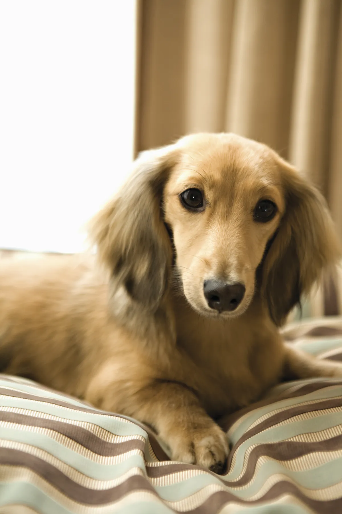 The Fairmont Miramar Hotel & Bungalows (Santa Monica)