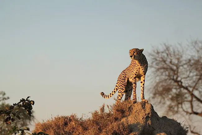 Londolozi Private Game Reserve