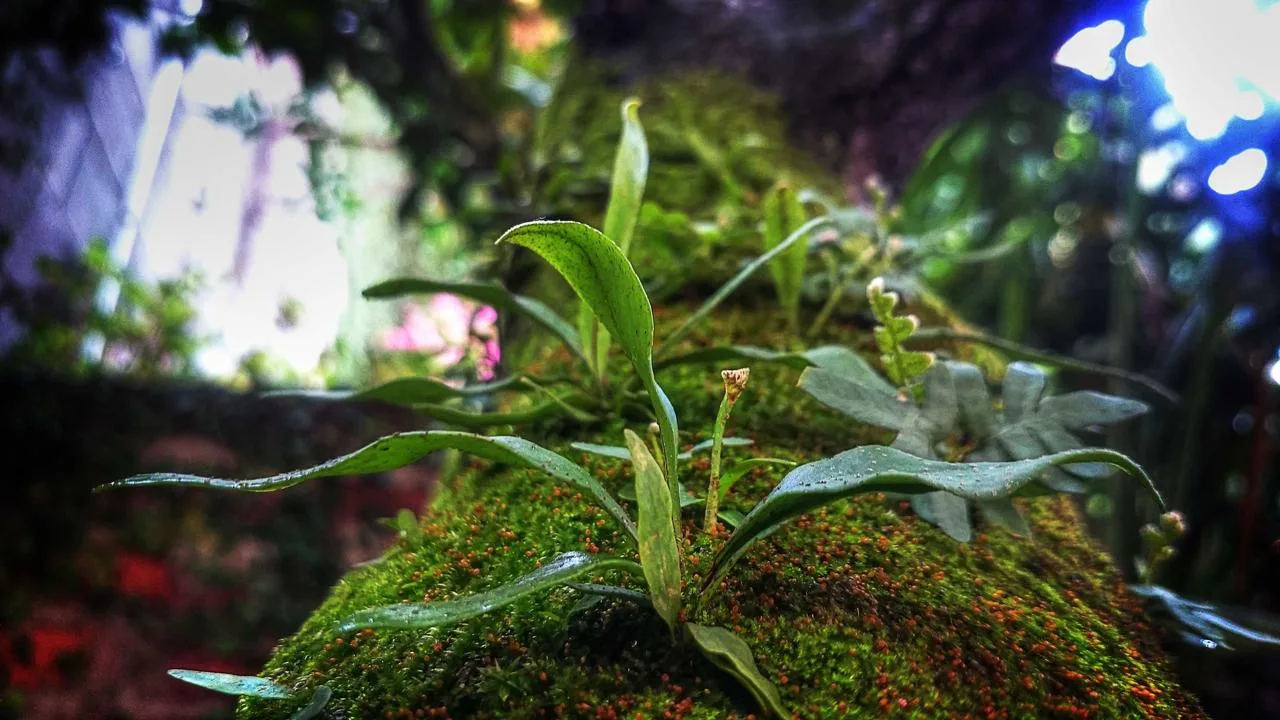 Hyatt Эль-Тартер Palace