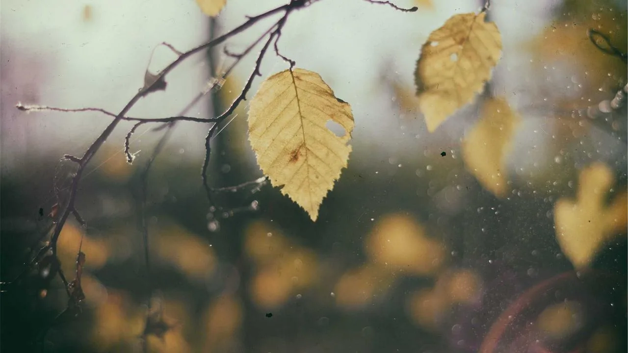 Ritz-Carlton Гагра Hotel