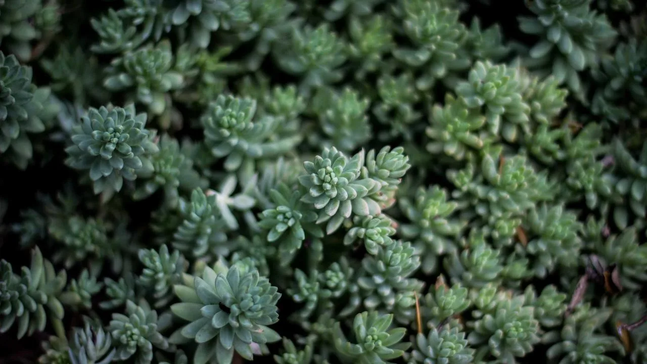 Grand Novotel Монастир