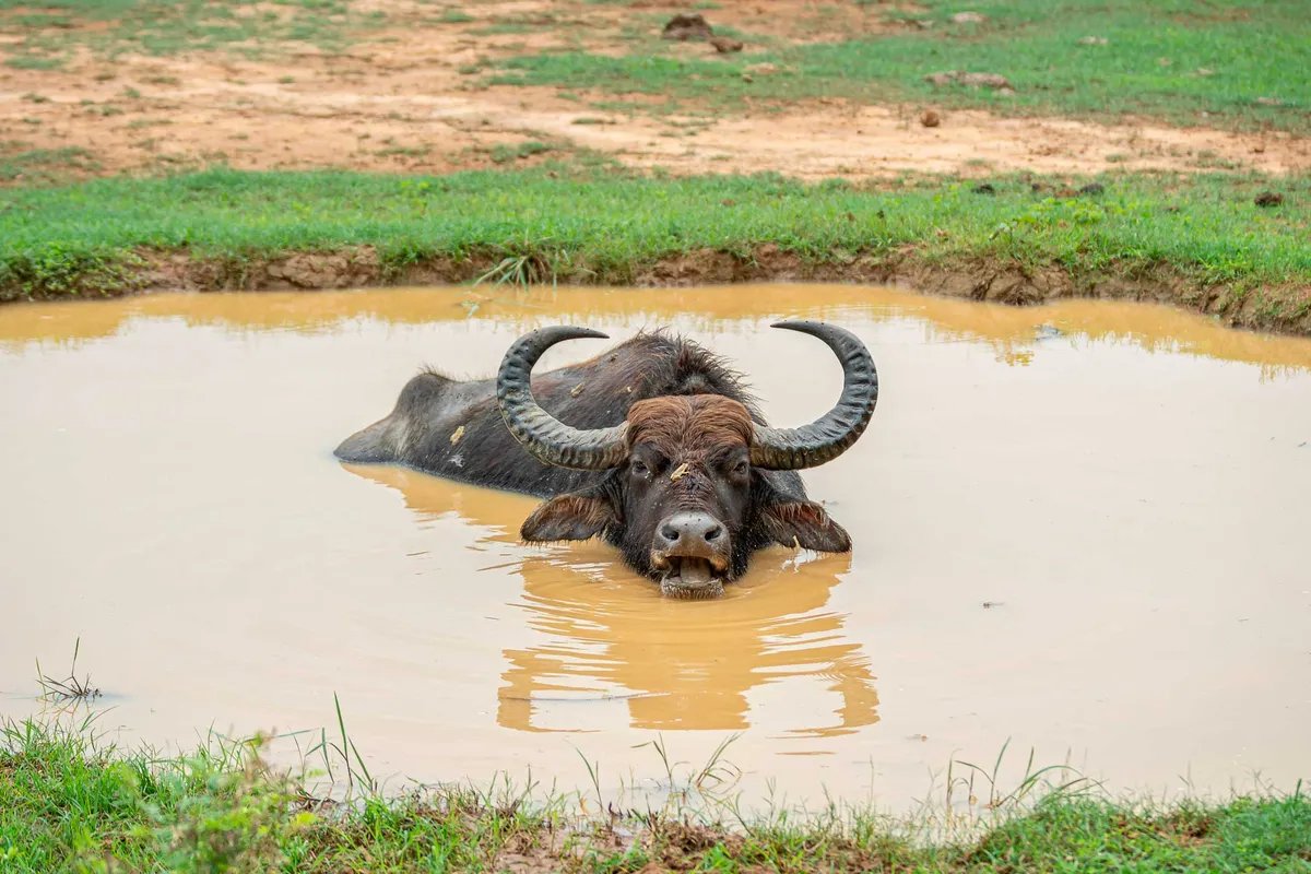 Ceylon Wild Safaris, The Camp (Yala)