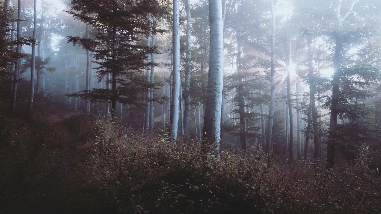 Grand Renaissance Сусс