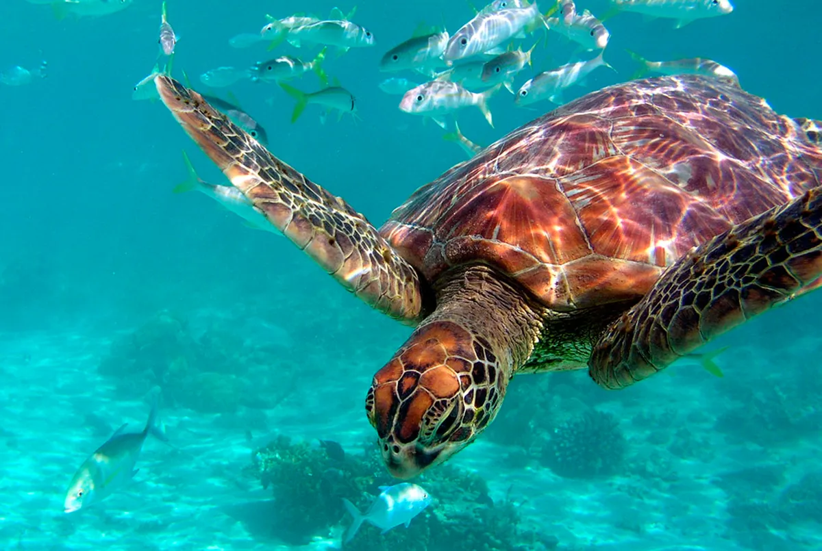 InterContinental Tahiti Resort