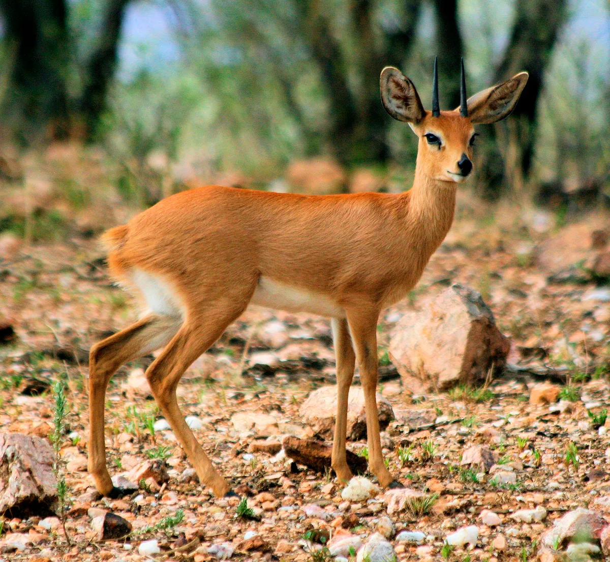 GocheGanas Nature Reserve & Wellness Village